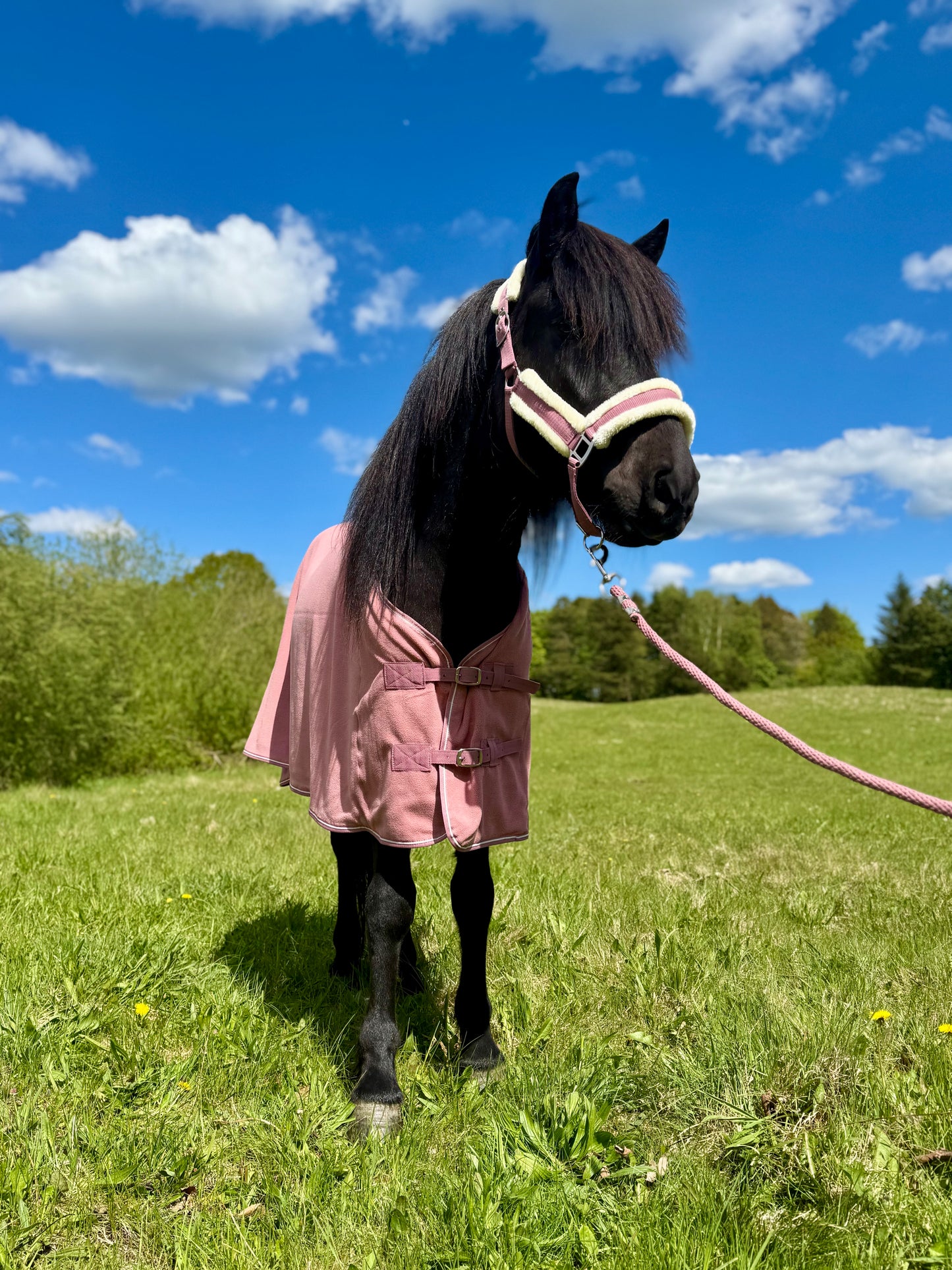 Cavalli - Fleecedecke - Altrosa