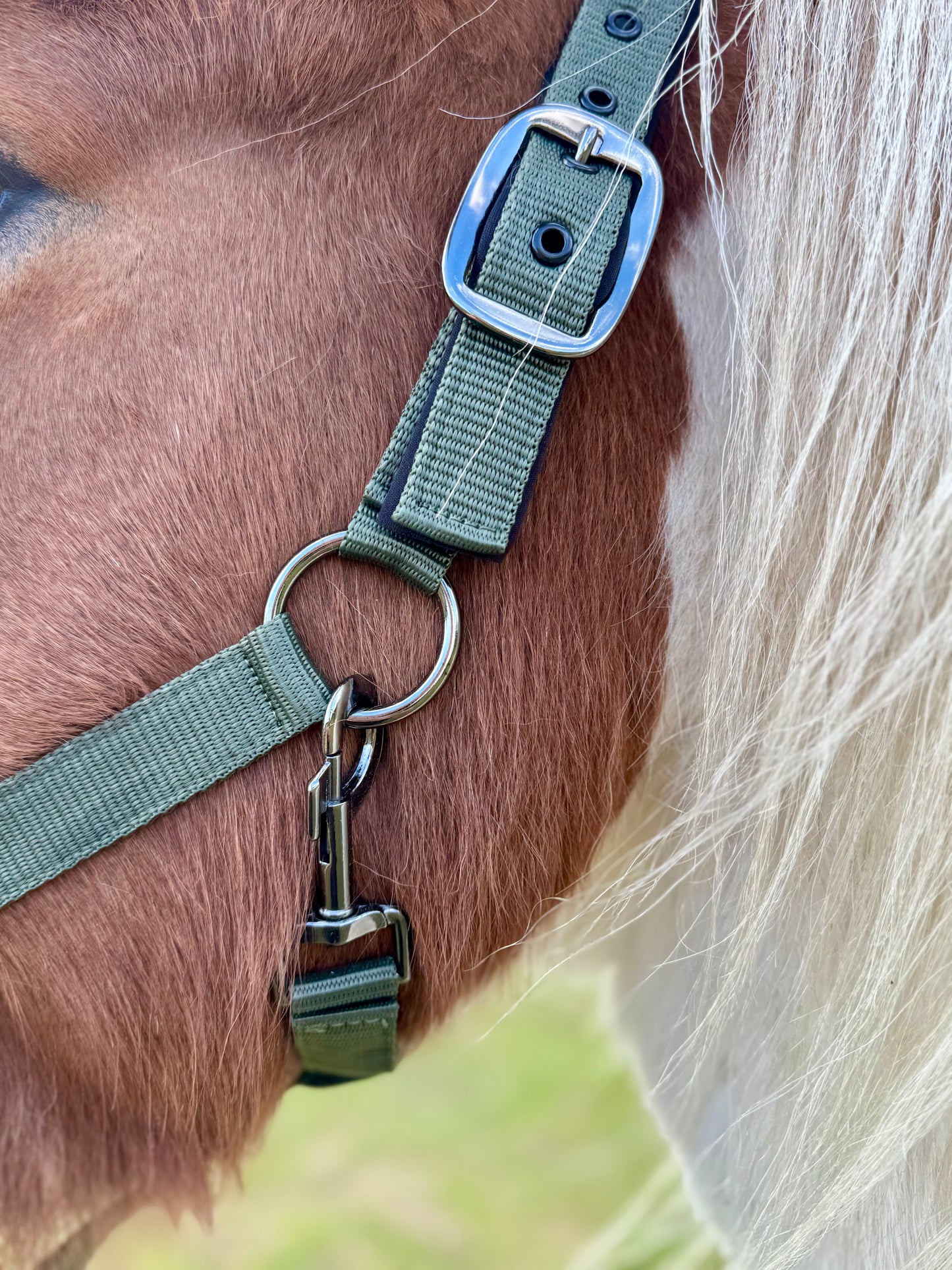 Cavalli Classic Halfter m. Neopren - Moosgrün