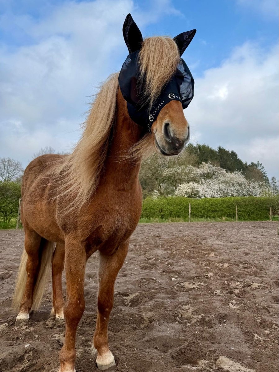 Cavalli Fluemaske m. ører - Sort 2025 - animondo.dk - Cav3305