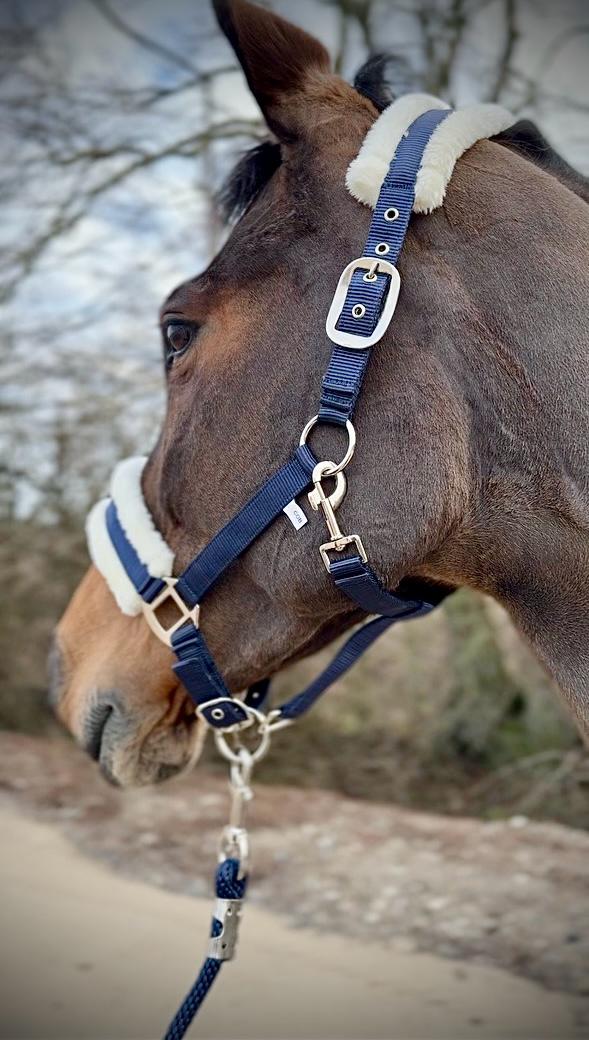 "Cavalli Set" - Teddy Halfter + Zugseil + Fleecedecke - Navy