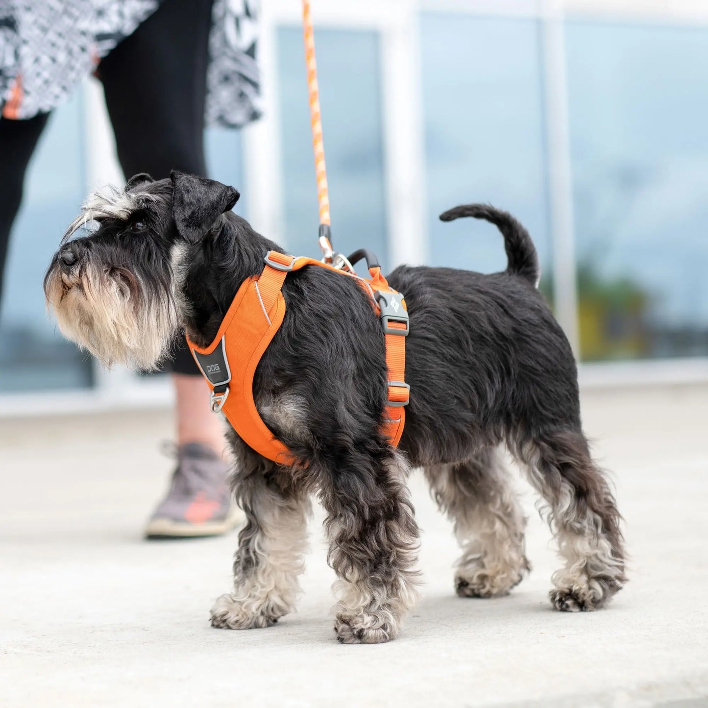 Dog Copenhagen - "Comfort Walk Pro™" Geschirr - Orange