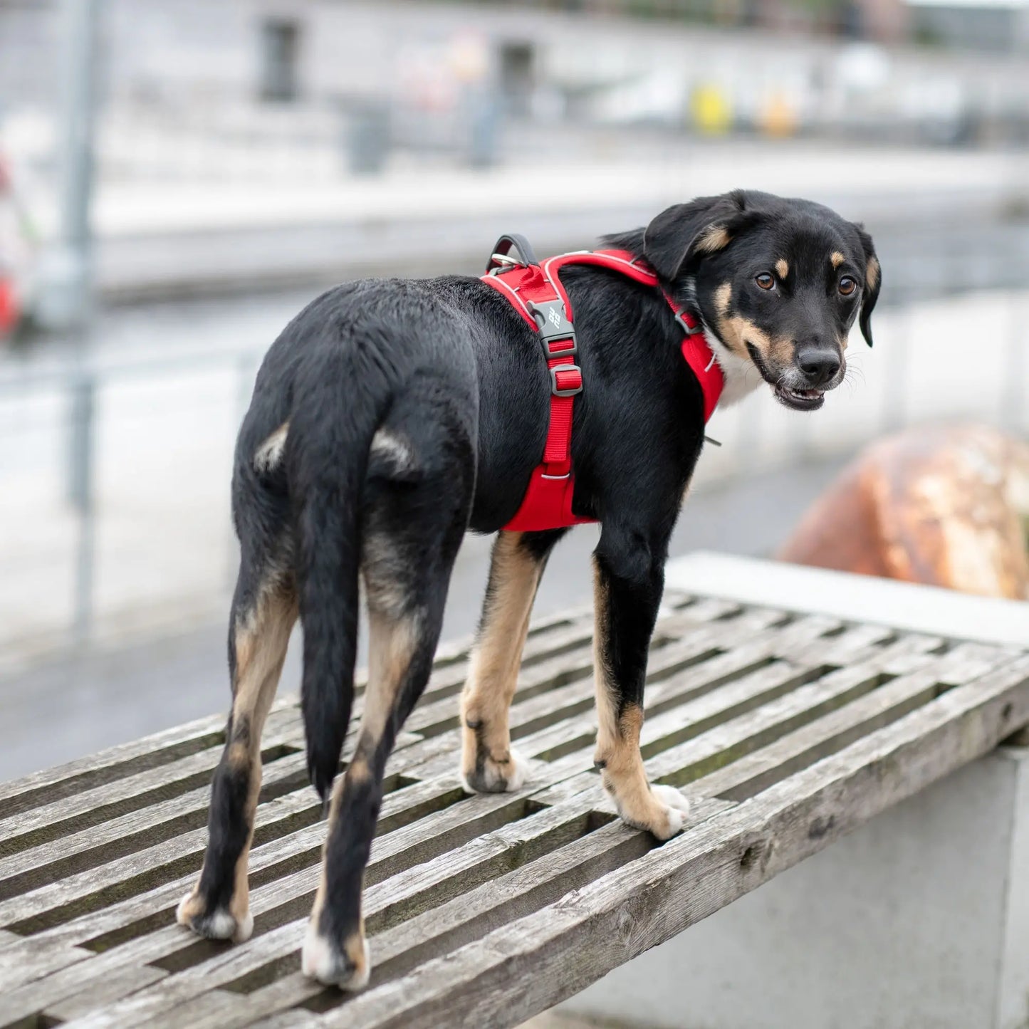 Dog Copenhagen - "Comfort Walk Pro™" Geschirr - Blau