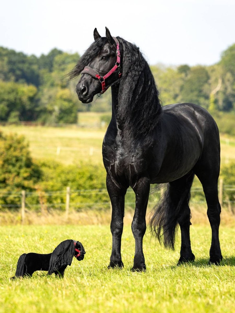 LeMieux Toy Pony - Ponyen Spike - Frieser - animondo.dk - IT05841001