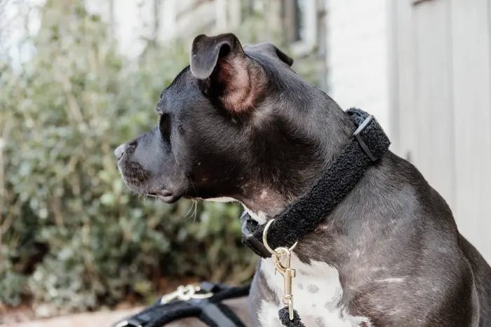 Kentucky Dog Collar Teddy Fleece - Sort - animondo.dk