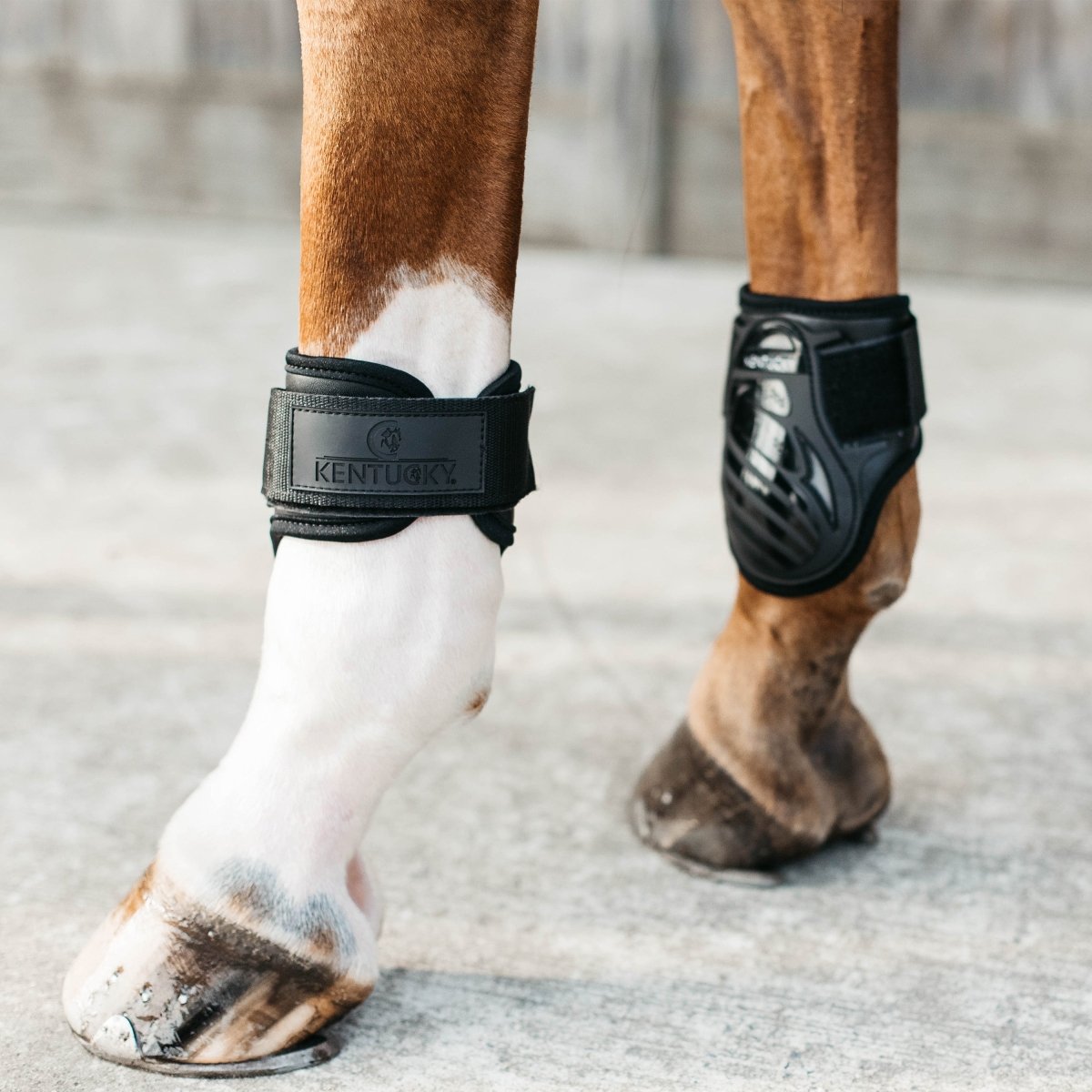 Kentucky Horsewear Gamacher, Bagben - Sort - animondo.dk