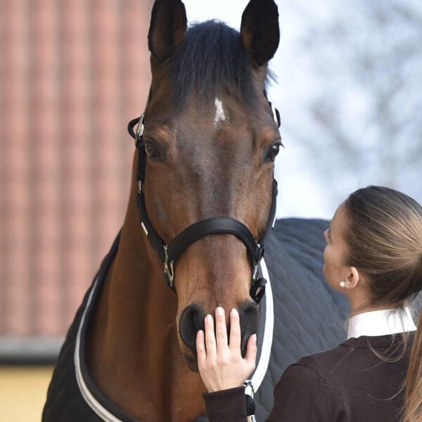 Nathalie Horse Care All Purpose Cream - animondo.dk