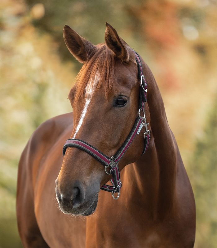 Waldhausen Athletic Grime - Burgendyred/Pewter - animondo.dk - 5051247 - PON