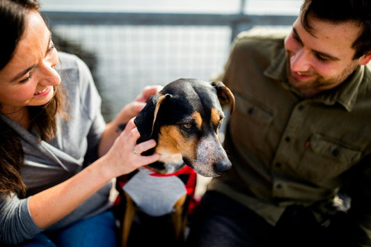 Aktivitetslegetøj til Hunde - Guiden til intelligent hundelegetøj - animondo.dk