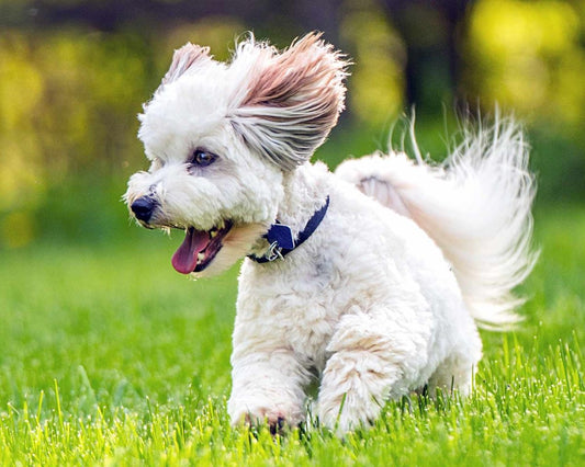 Coton de Tulear hunde: fakta og information om racen - animondo.dk