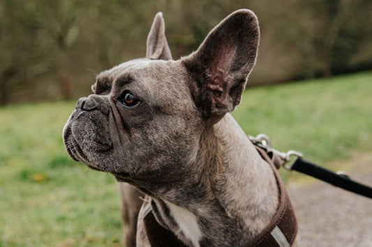 Fransk bulldog: Alt du behøver at vide om denne race - animondo.dk