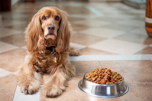 Hundefoder guiden: Din Komplette Oversigt - animondo.dk