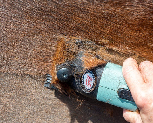 Hvordan klipper jeg min hest? Simple tips ! - animondo.dk