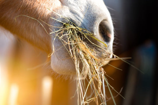 Mavesår hos Heste: Symptomer, Årsager og Behandling - animondo.dk