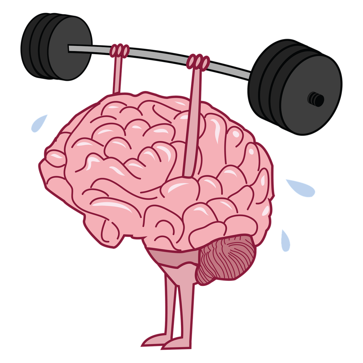 Animondo Mentaltraining für Fahrer – So erzielen Sie bessere Leistungen auf der ...