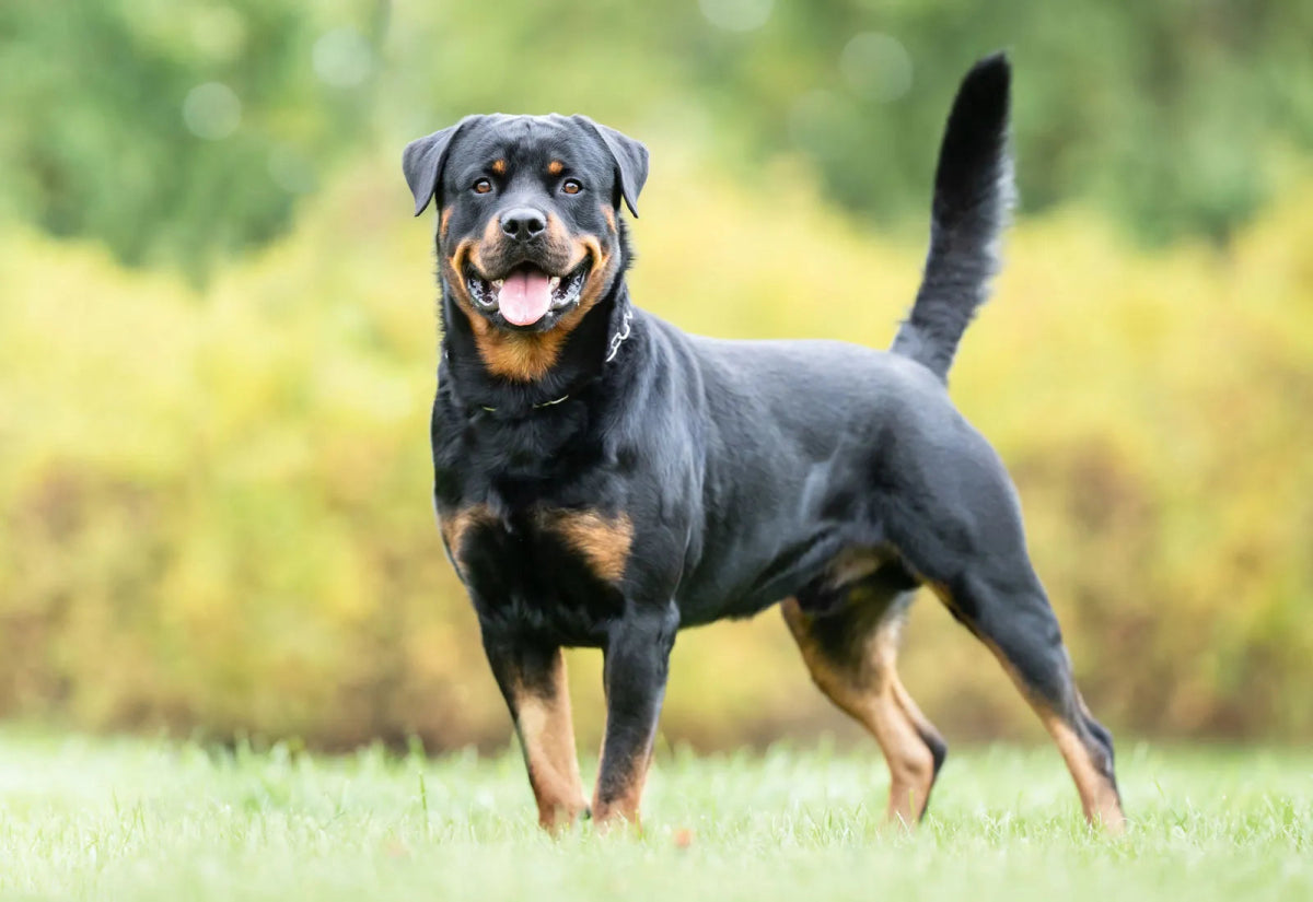 Rottweiler: Fakten und Informationen über die Rasse – animondo.dk