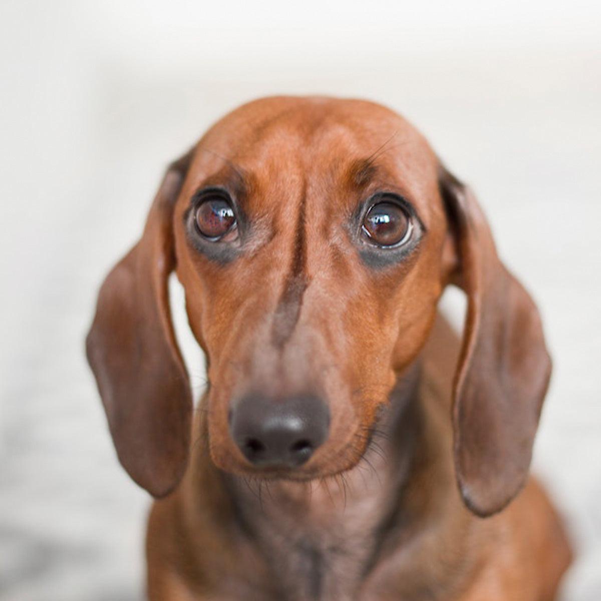 Animondo Stressabbau für Hunde » Kaufen Sie beruhigende Produkte für Hunde ...