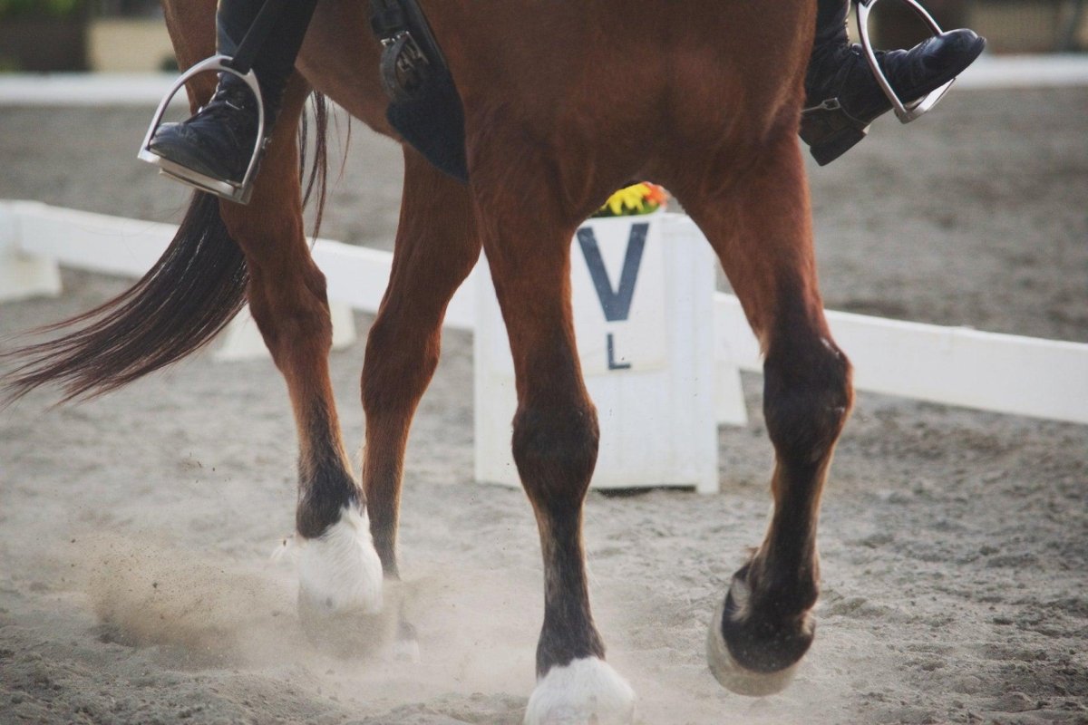 Pferdespielzeug & Zubehör für den Reitplatz - Online kaufen bei animondo.dk