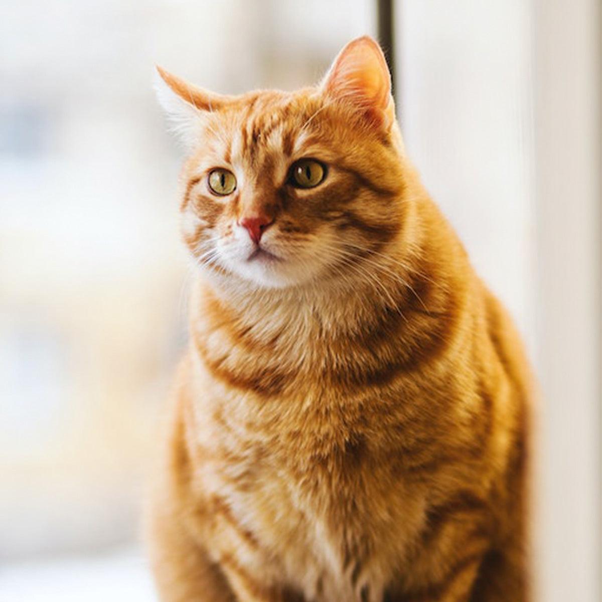 Animondo Getreidefreies Katzenfutter - animondo.dk