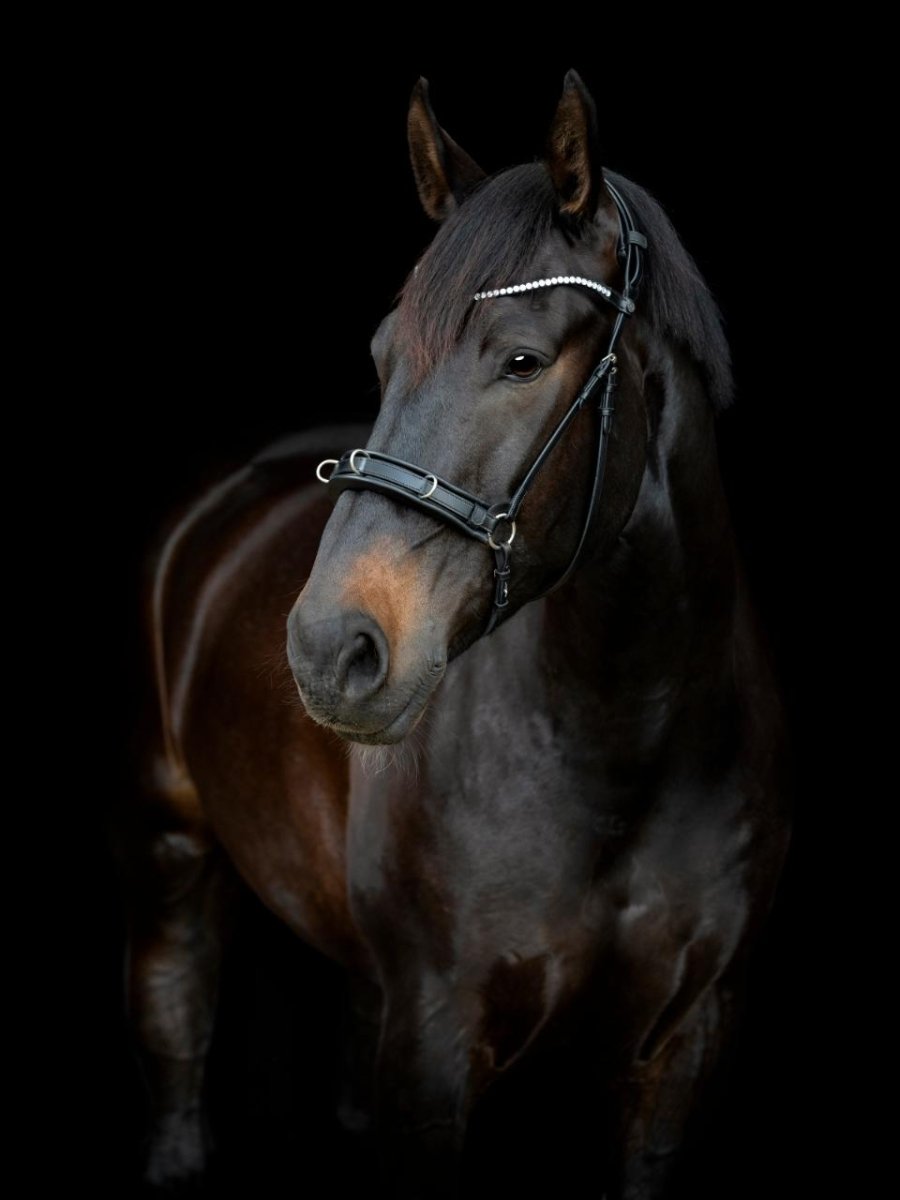 CATAGO - Gentle Bridle Kapsun m. pude - Sort - animondo.dk - 800283001