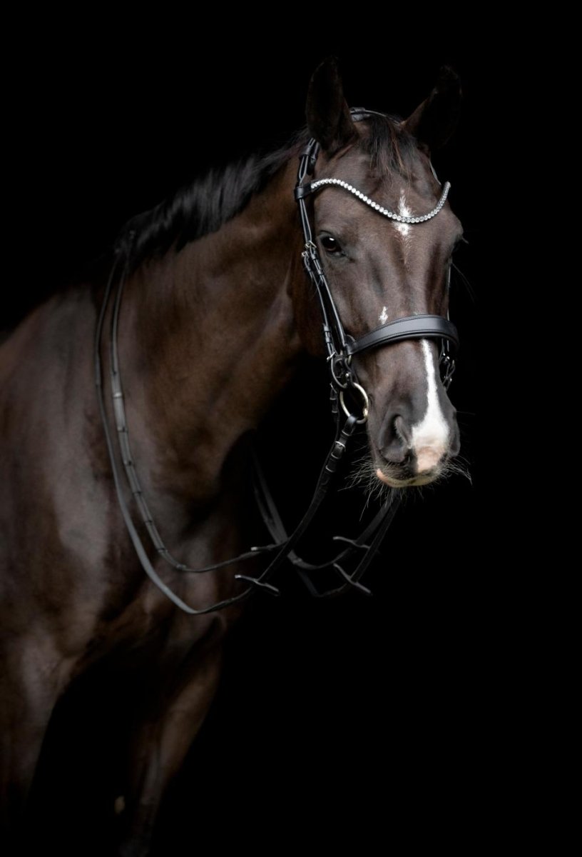CATAGO - Gentle Bridle Næsebånd m. Samleringe - Sort - animondo.dk - 800273001