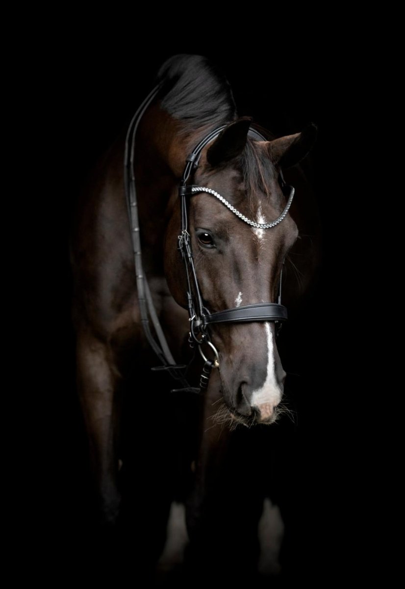 CATAGO - Gentle Bridle Næsebånd m. Samleringe - Sort - animondo.dk - 800273001