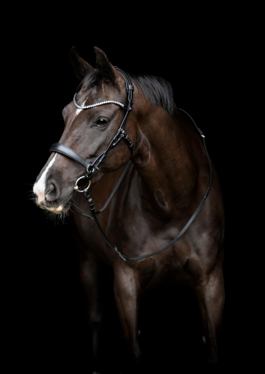 Gentle bridle - Komplet trense - str cob - sort - animondo.dk - 