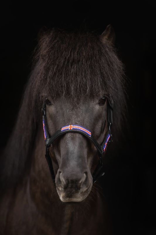 Top Reiter - "ICELAND" Grimesæt - Sort/Blå - animondo.dk - HAL - STR - BL - IS