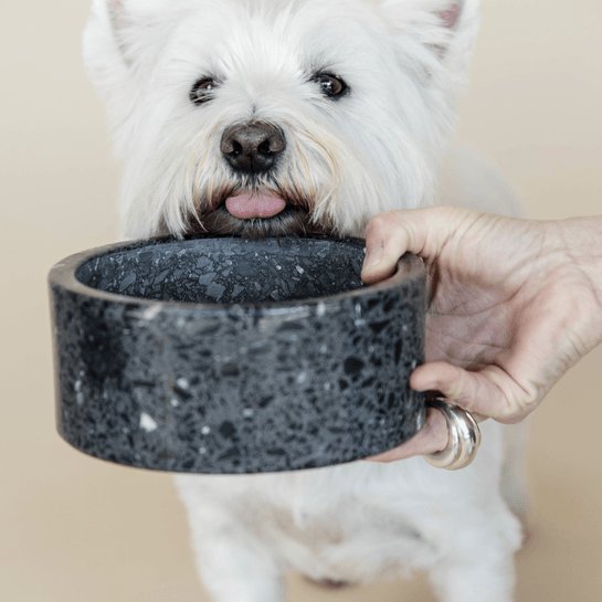 Kentucky Dog Bowl Terrazzo Stone - Sort - animondo.dk
