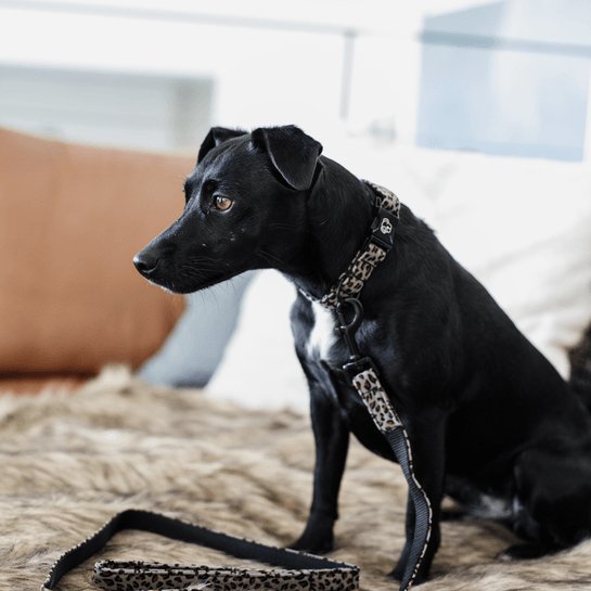 Kentucky Dog Lead Leopard - Grå - 120 cm - animondo.dk