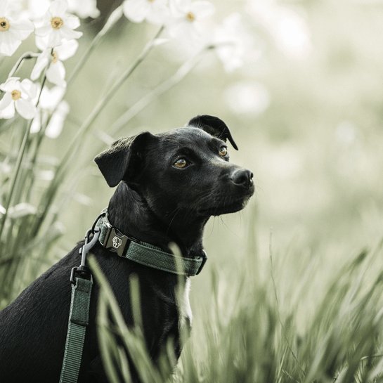 Kentucky Dog Lead Lizard - Grøn - 120 cm - animondo.dk