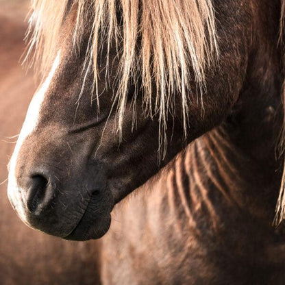 Nathalie Horse Care Icelandic Horse Shampoo - animondo.dk