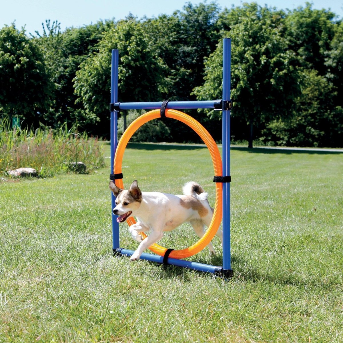 Trixie Agility Ring, ø65 cm - animondo.dk