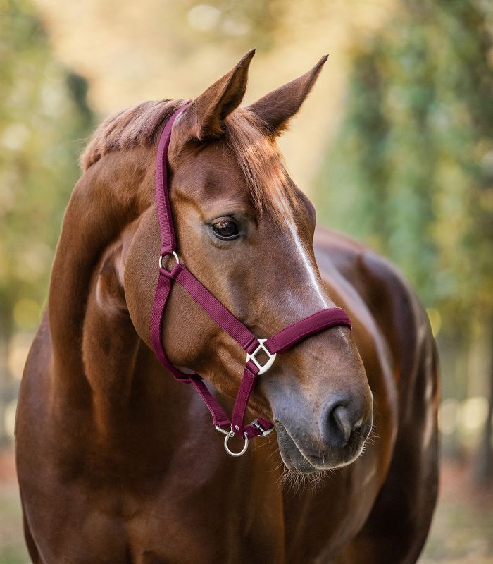 Waldhausen Halter Satin - Burgundyred - animondo.dk - 502547 - PON