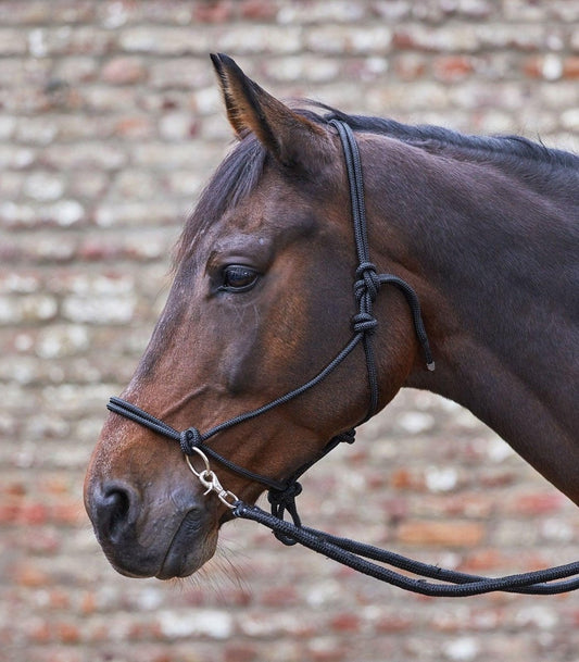 Animondo Longierleinen und Zubehör zum Longieren von Pferden und Ponys online ...